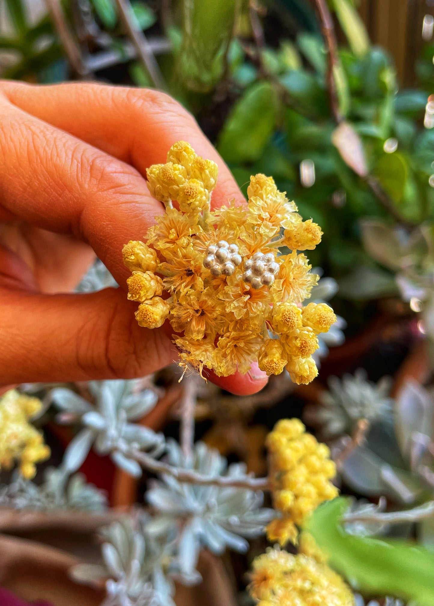 Margarita silver studs