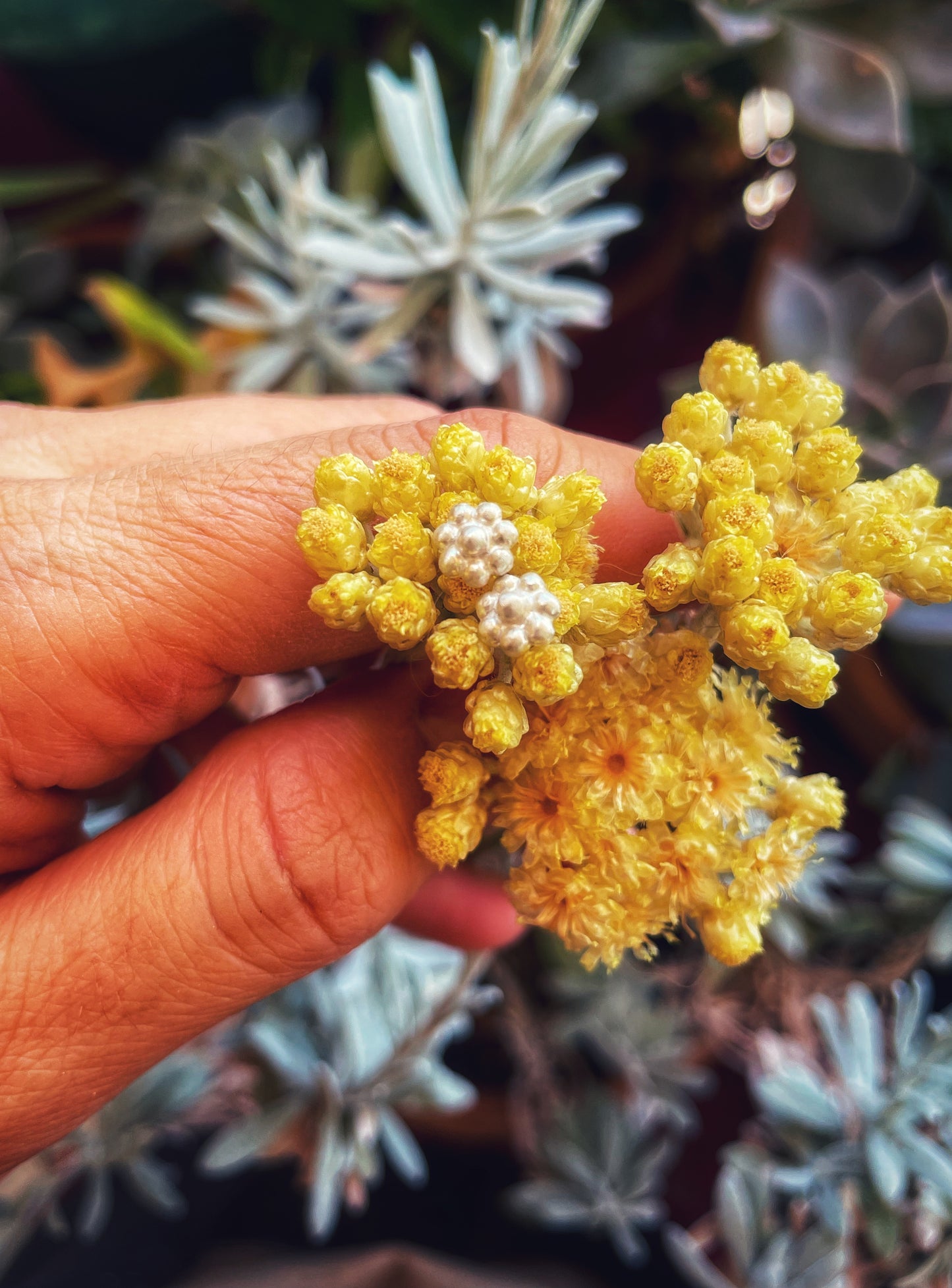 Margarita silver studs